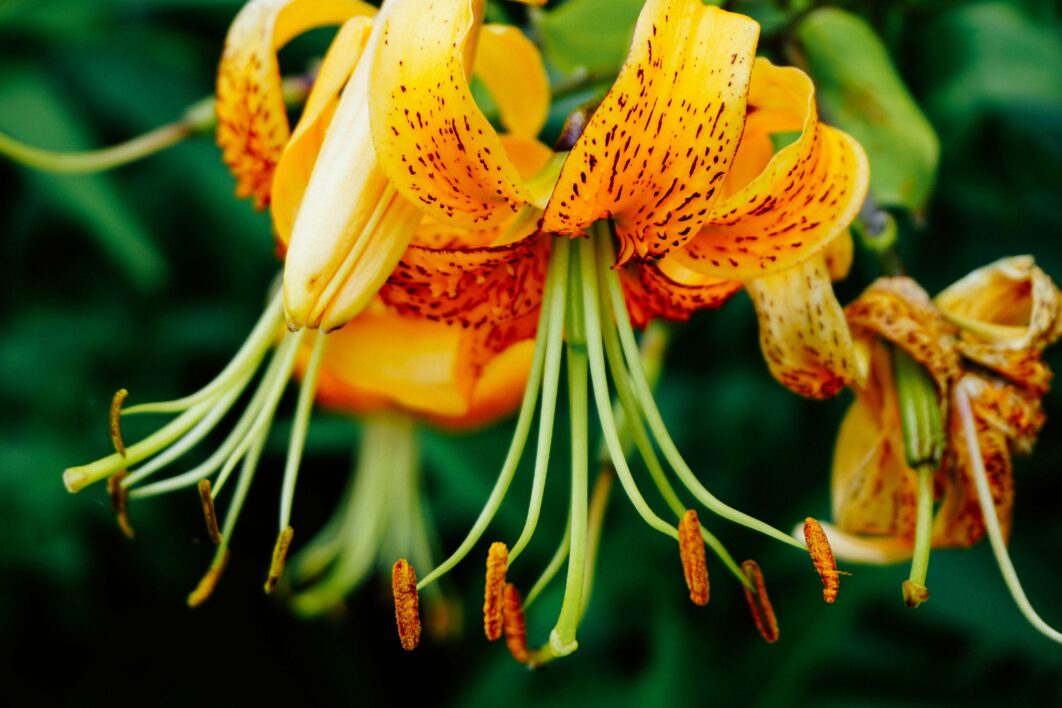Orange Flower Nature