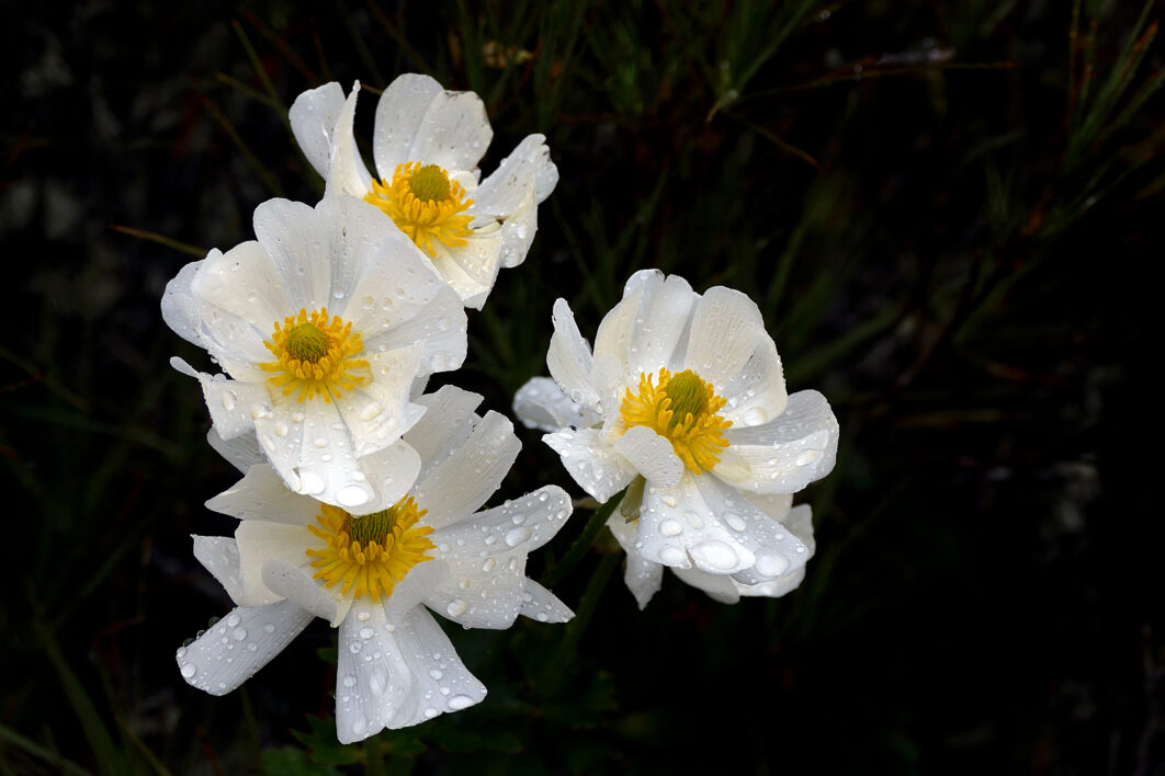 Flower Drops Wet