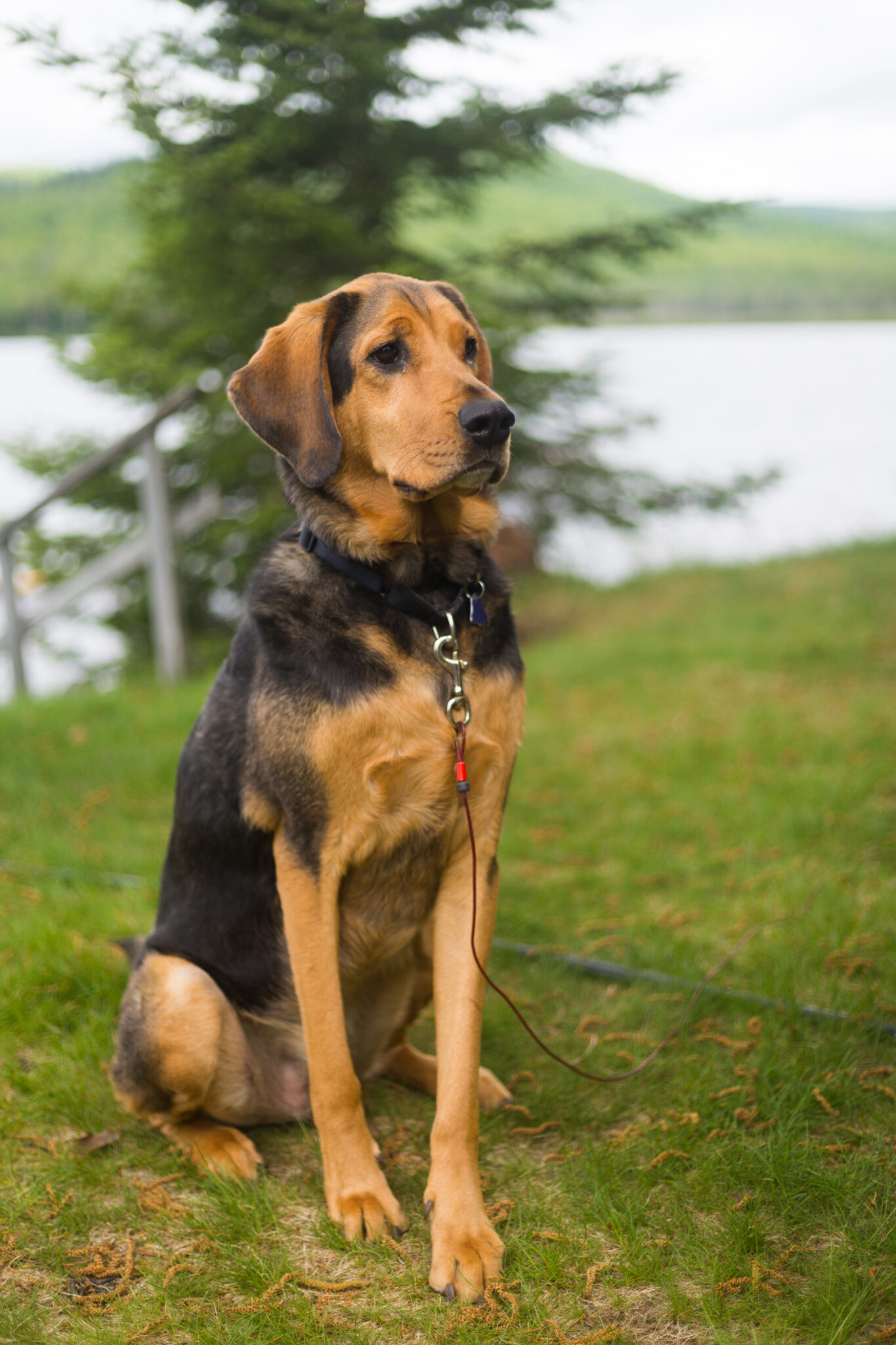 Dog Sitting Outside Royalty Free Photo