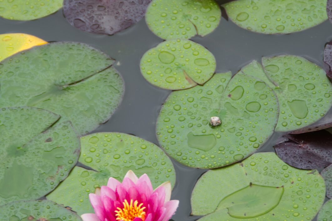 Water Lotus Pond