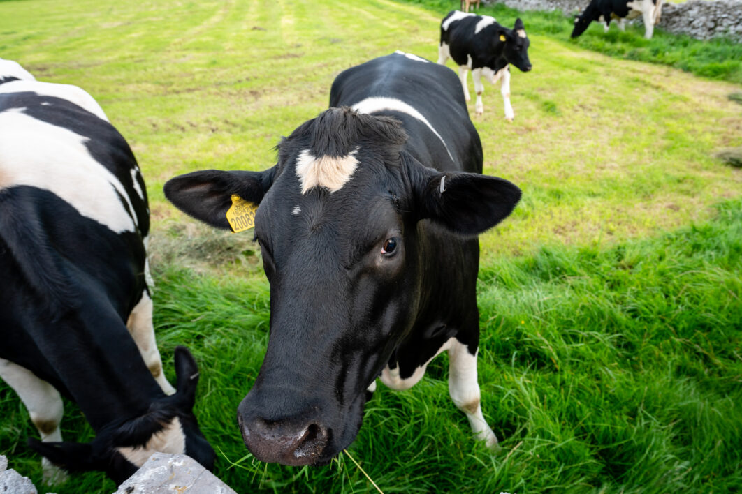 Cow Cattle Farm