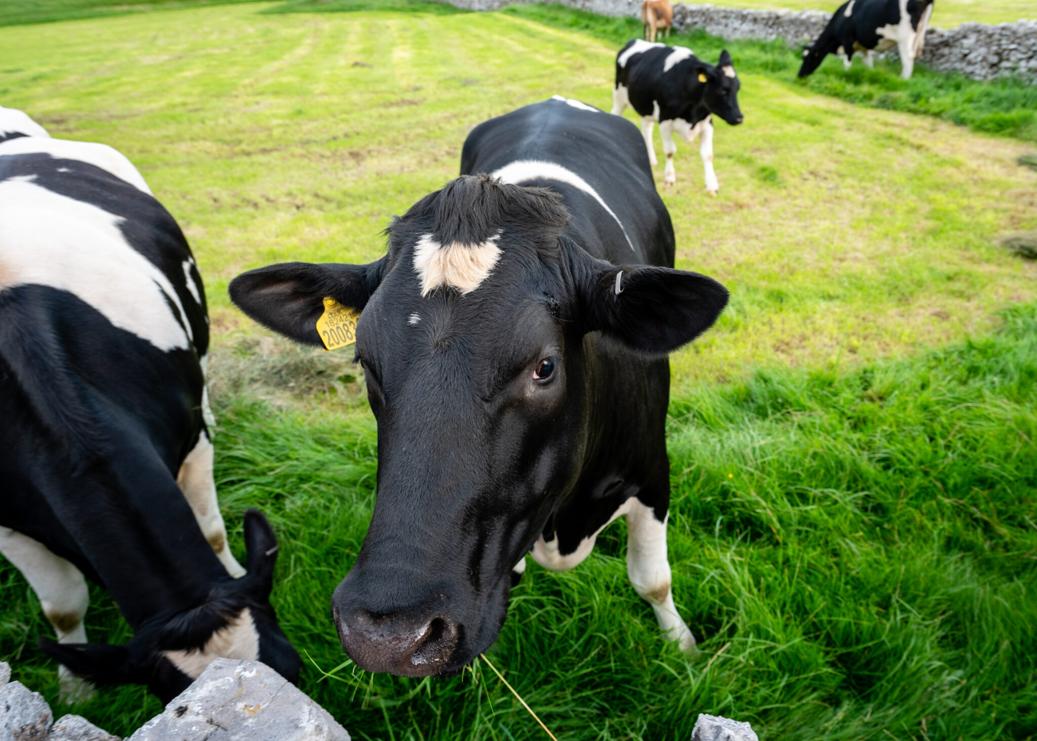 cow-cattle-farm-royalty-free-photo