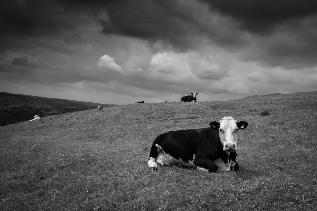 Cow Field Meadow