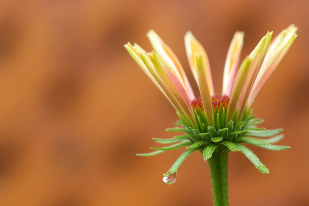 Flower Bud Nature