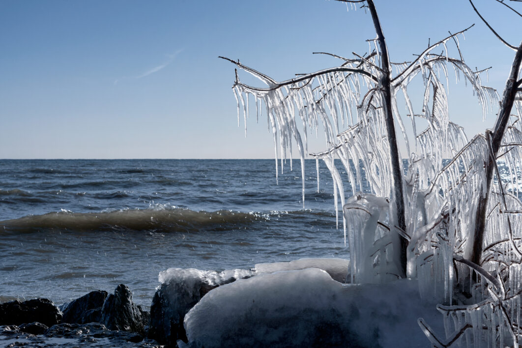 Frozen Tree Branches