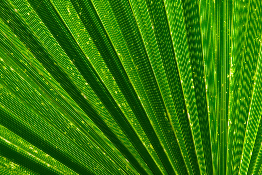 Green Leaf Abstract