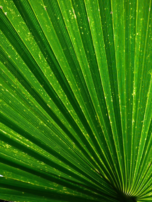 Green Leaf Abstract