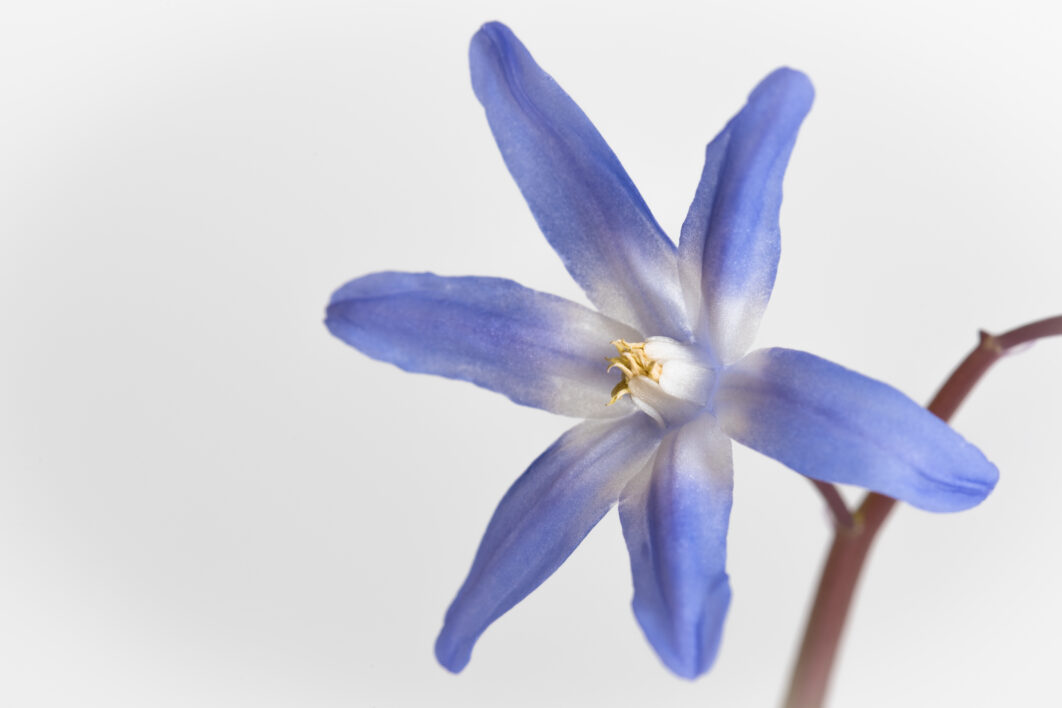 Purple Flower Isolated