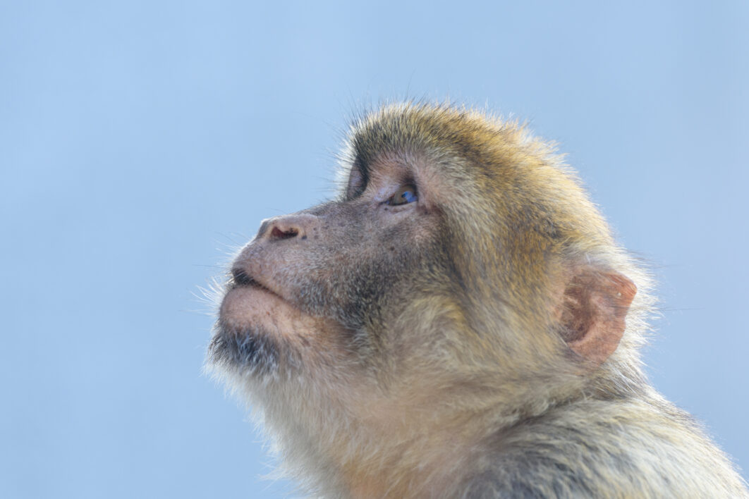 Monkey Portrait Face