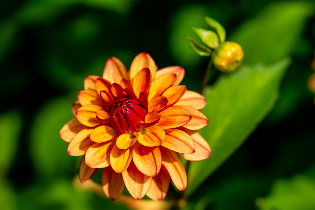 Orange Flower Bloom