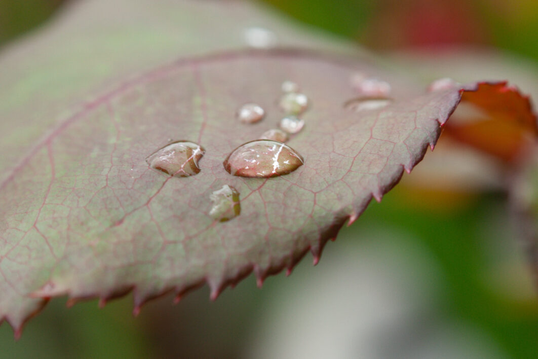 Dew Drops Leaf
