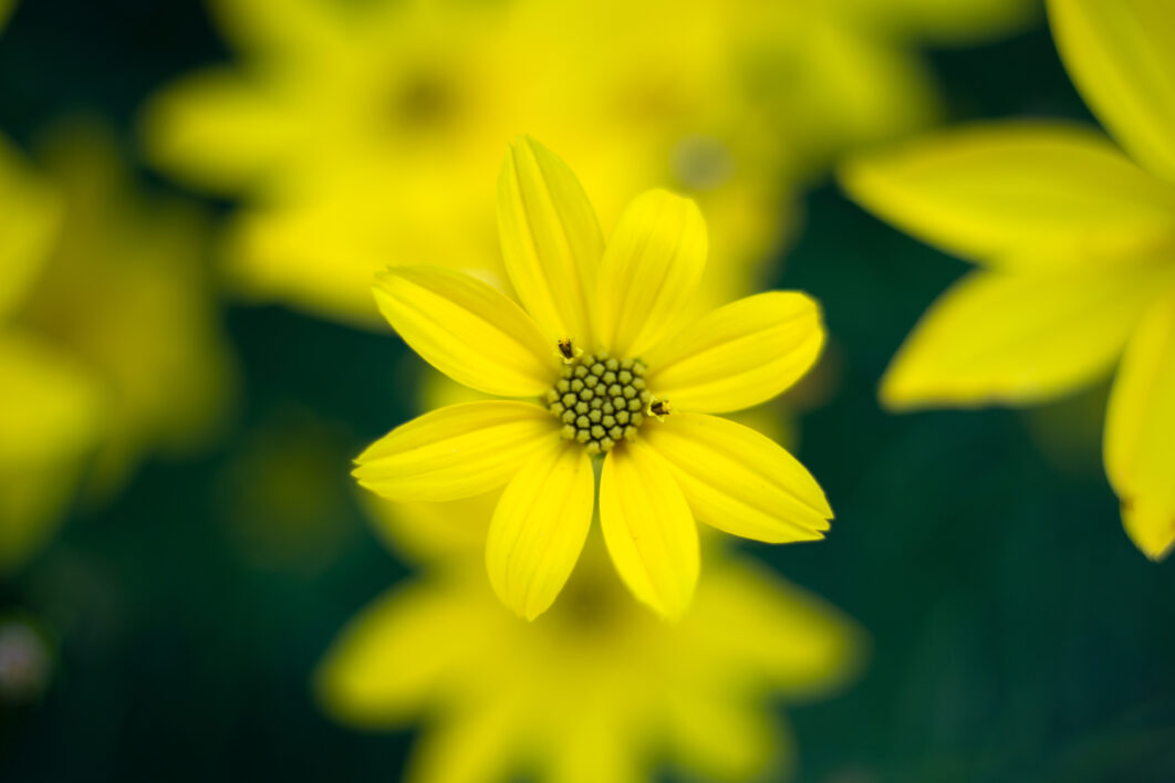 Yellow Flower Garden