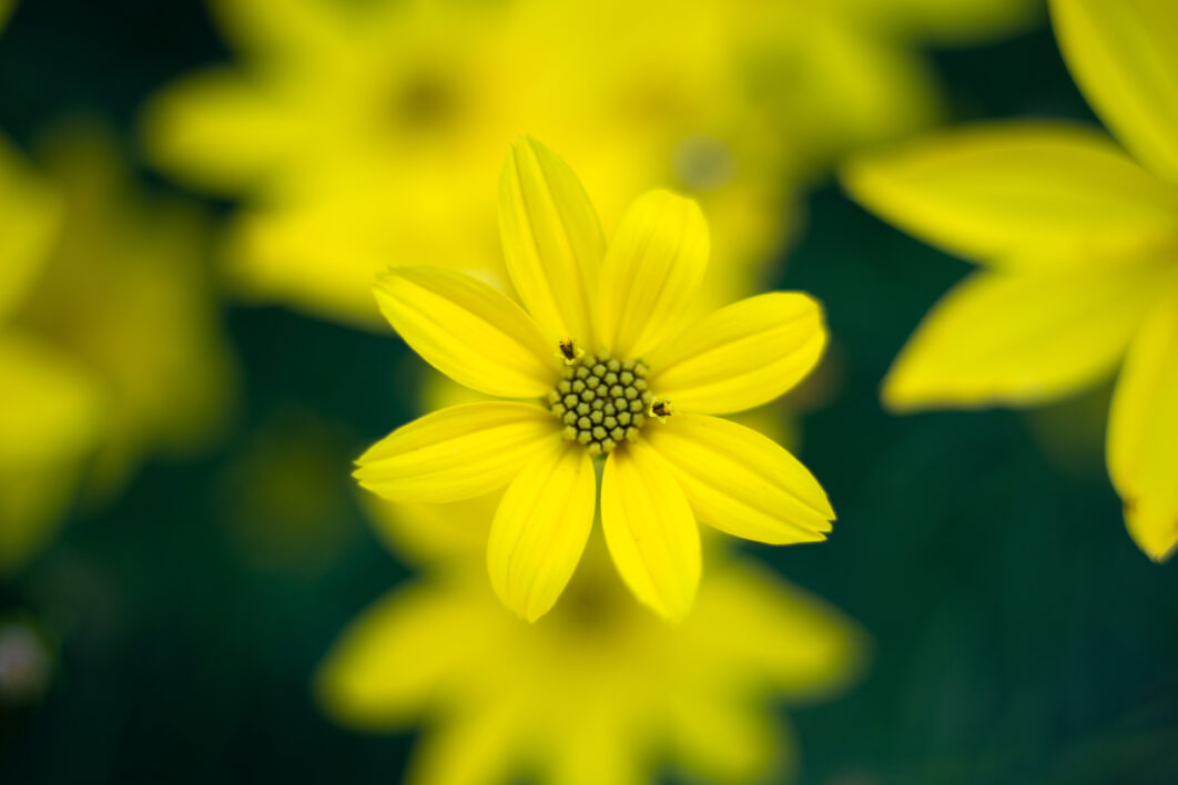 https://negativespace.co/wp-content/uploads/2021/01/negative-space-yellow-flower-background-1062x708.jpg