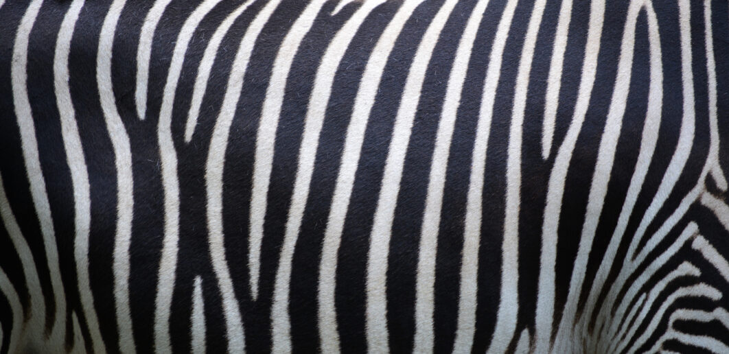Zebra Stripes Animal
