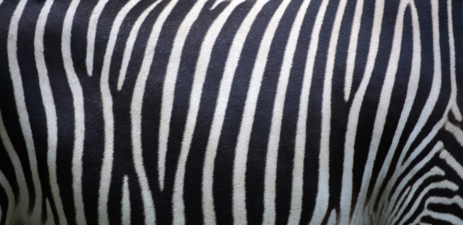 Texture White Zebra Stripes