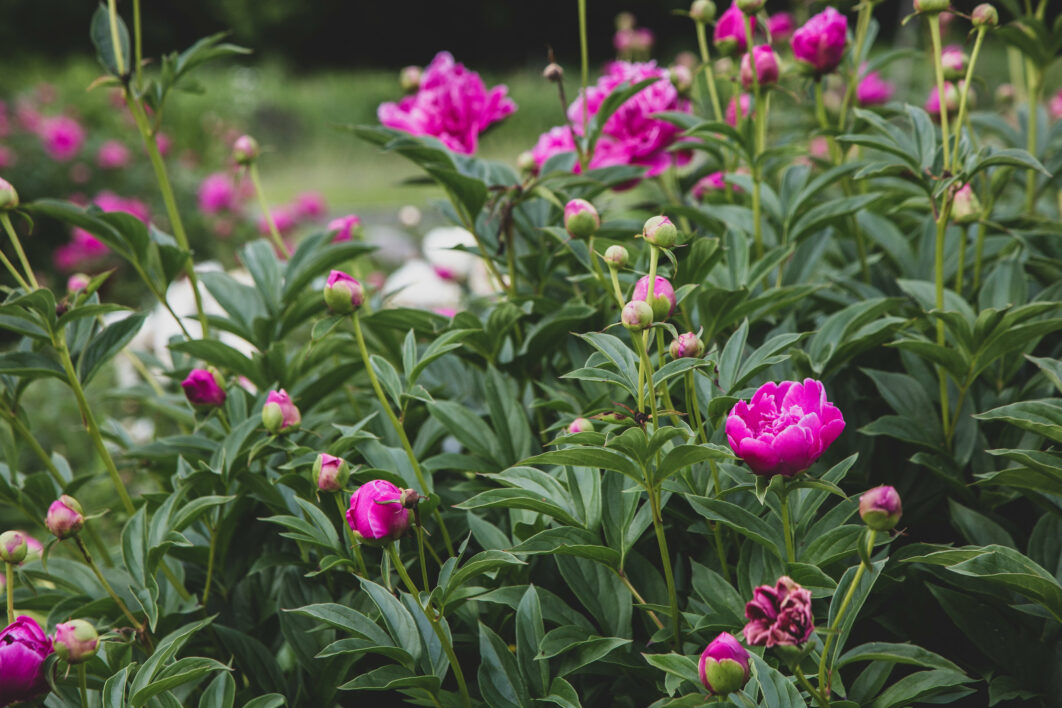 Blossoms Garden Flower