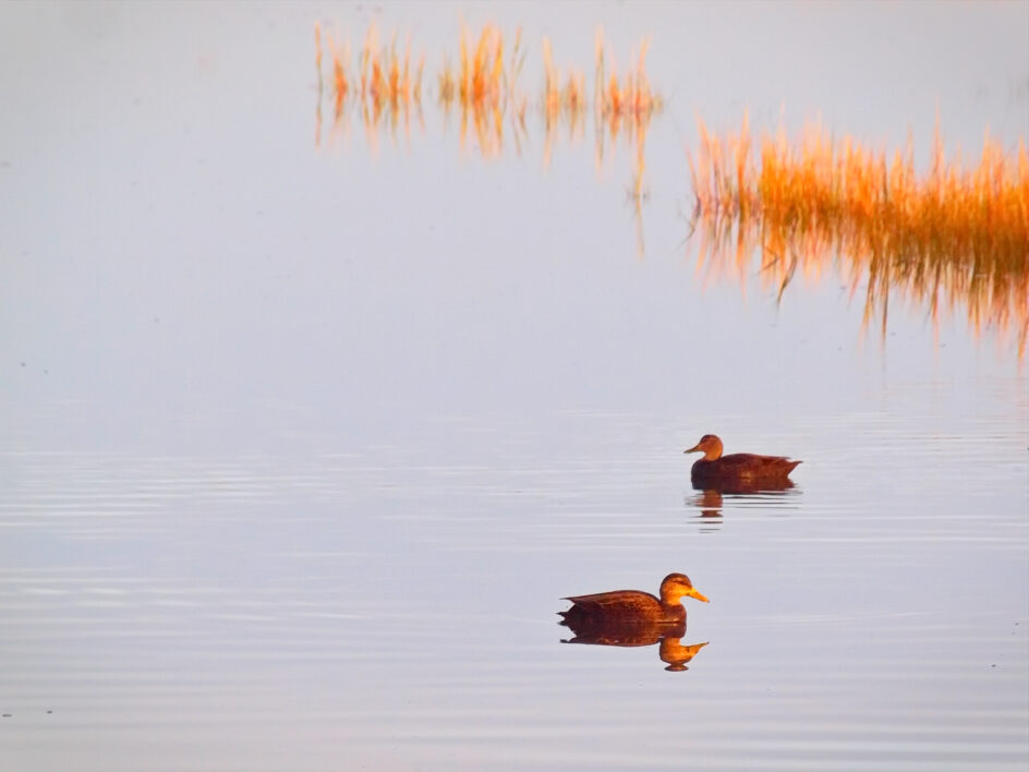 Ducks Pond Nature