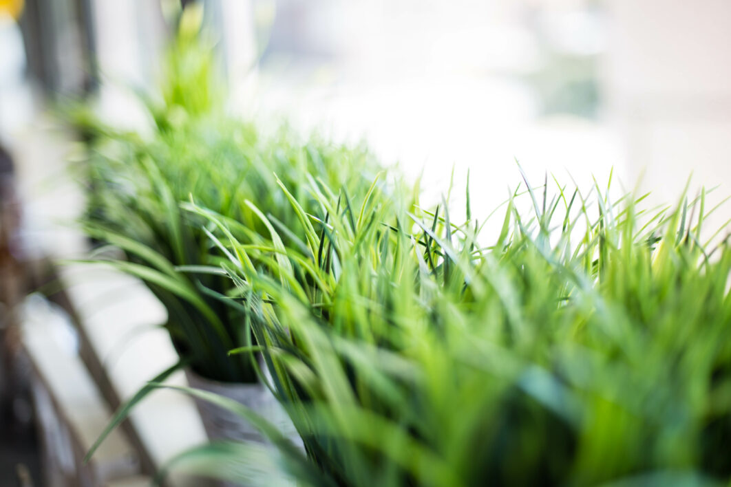 Green Window Plant