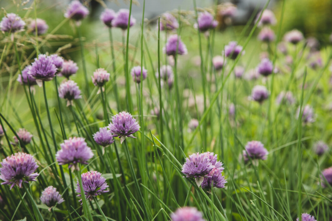 Chives Blossom Garden