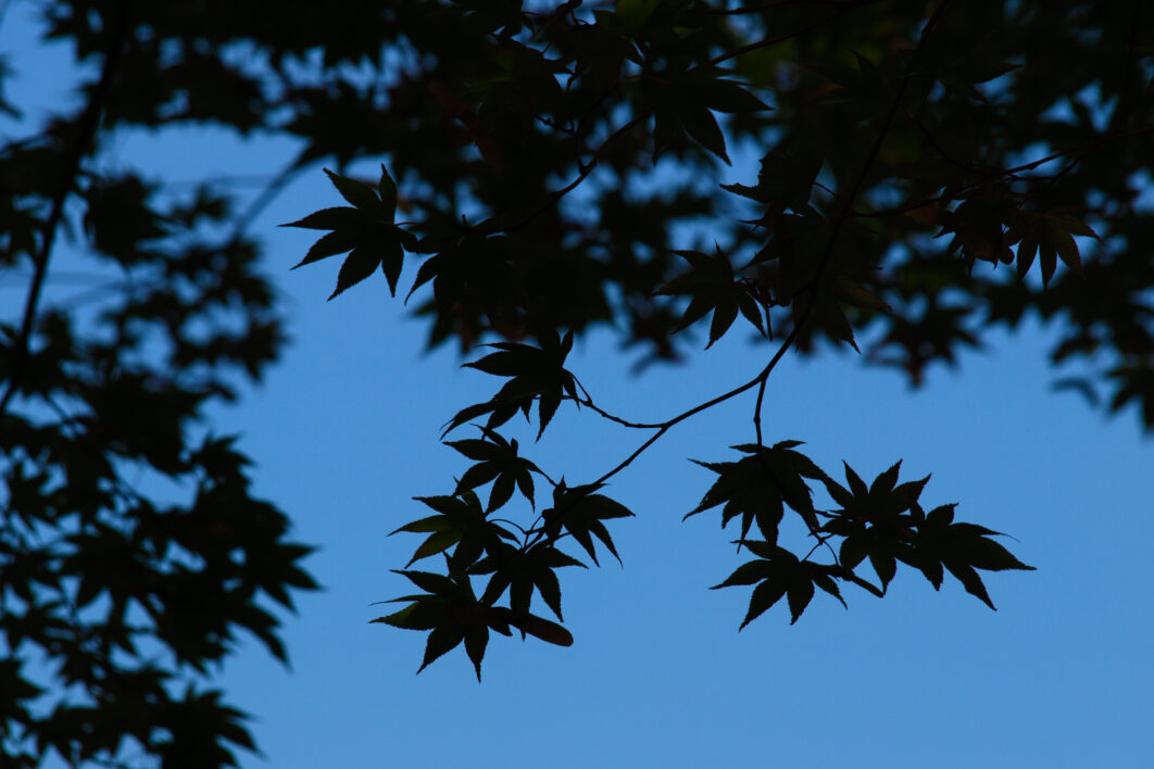 Leaves Tree Branches