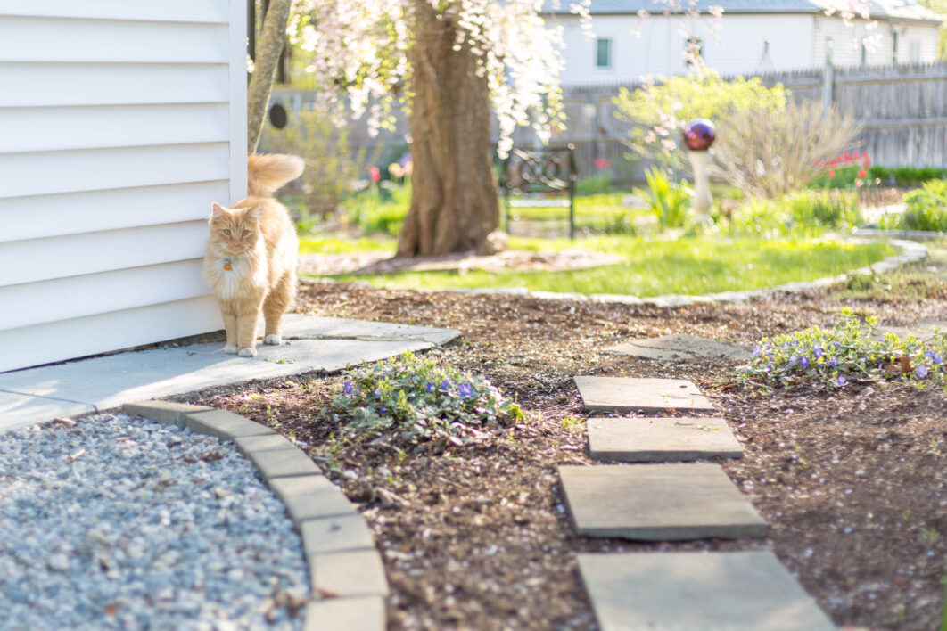 Cat Animal Outdoors