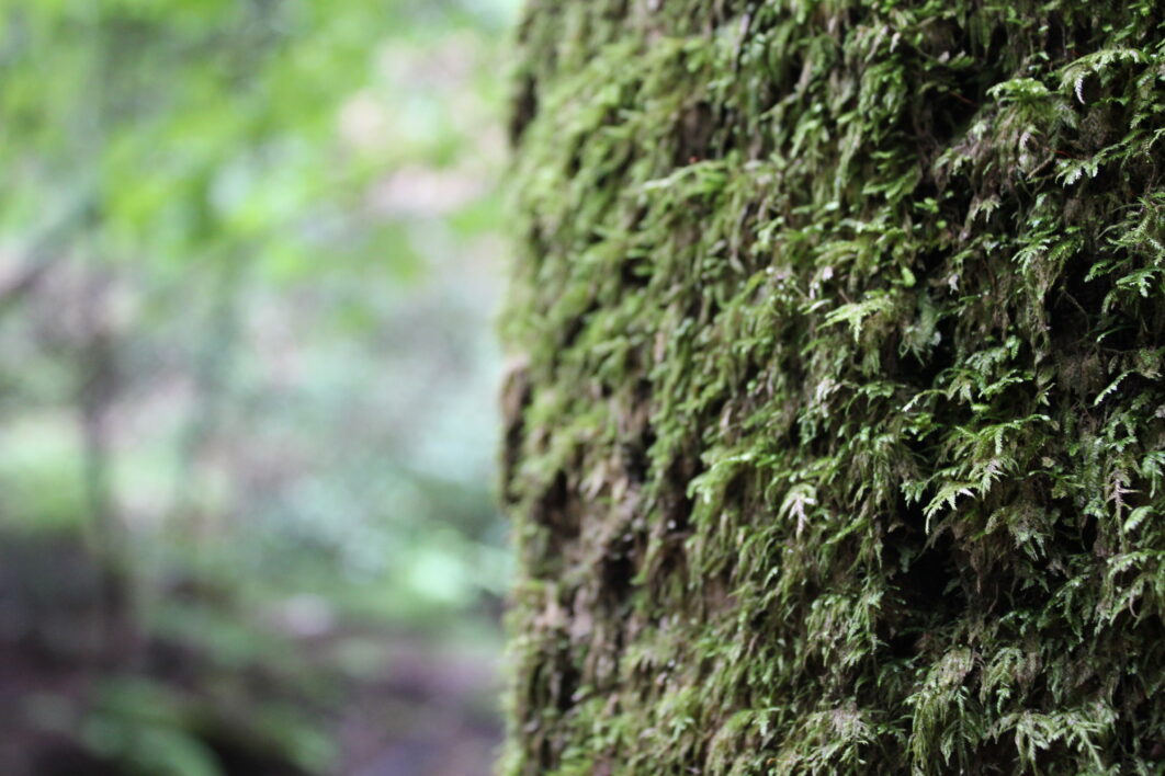 Moss Tree Forest