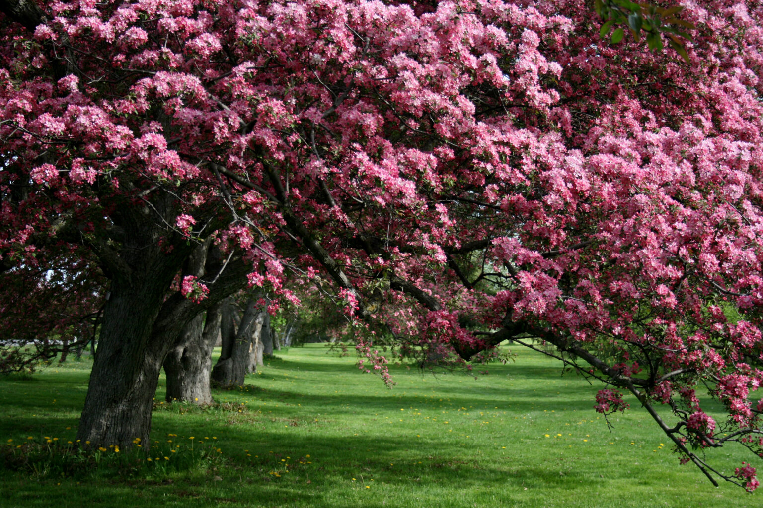 Apple Nature Flowers Royalty Free Photo