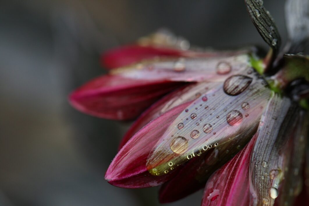 Flower Rain Drops