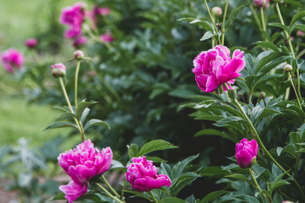 Pink Blossoms Garden