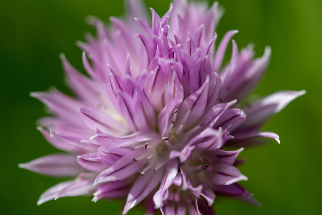 Flower Nature Blossom