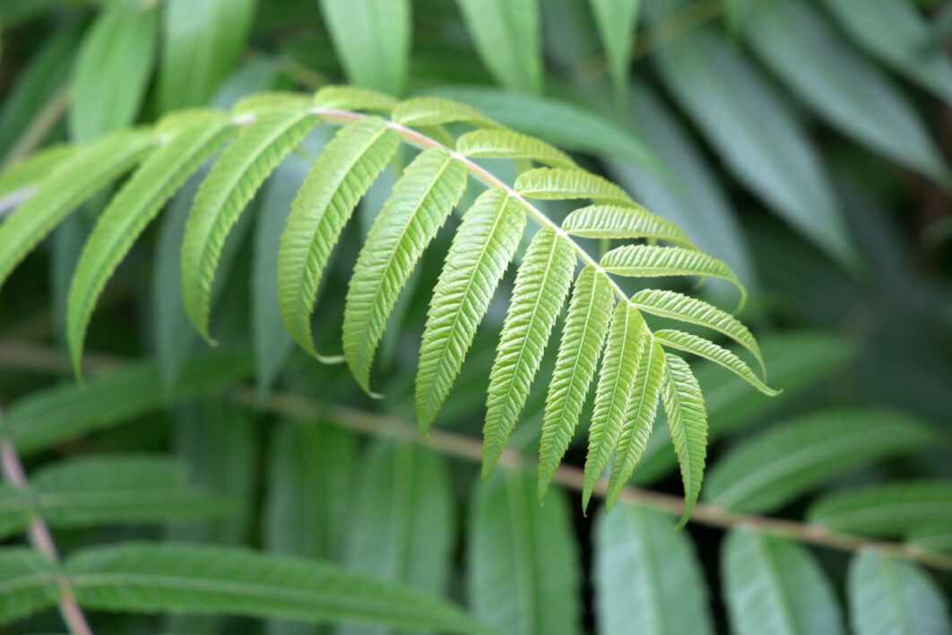 Green Plant Leaves