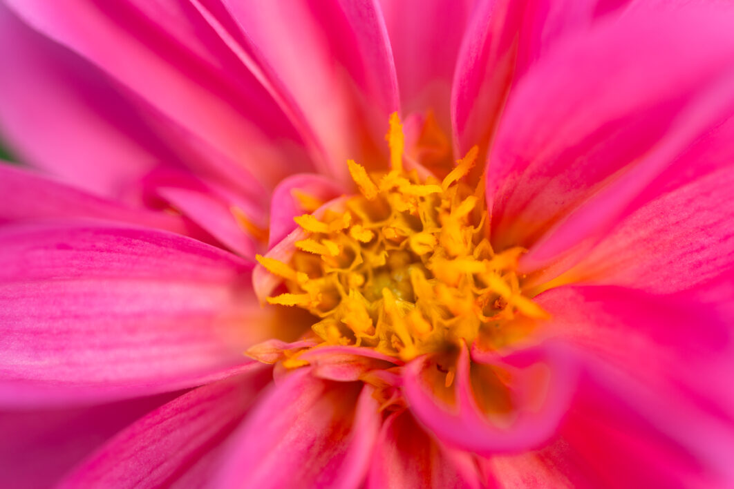 Flower Macro Close