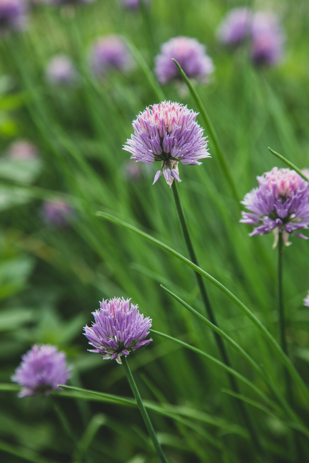 Chives Blossom Garden Royalty Free Photo