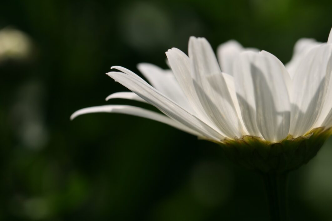 Daisy Garden