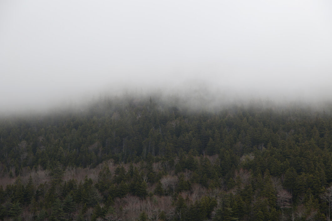 Forest Mountain Fog