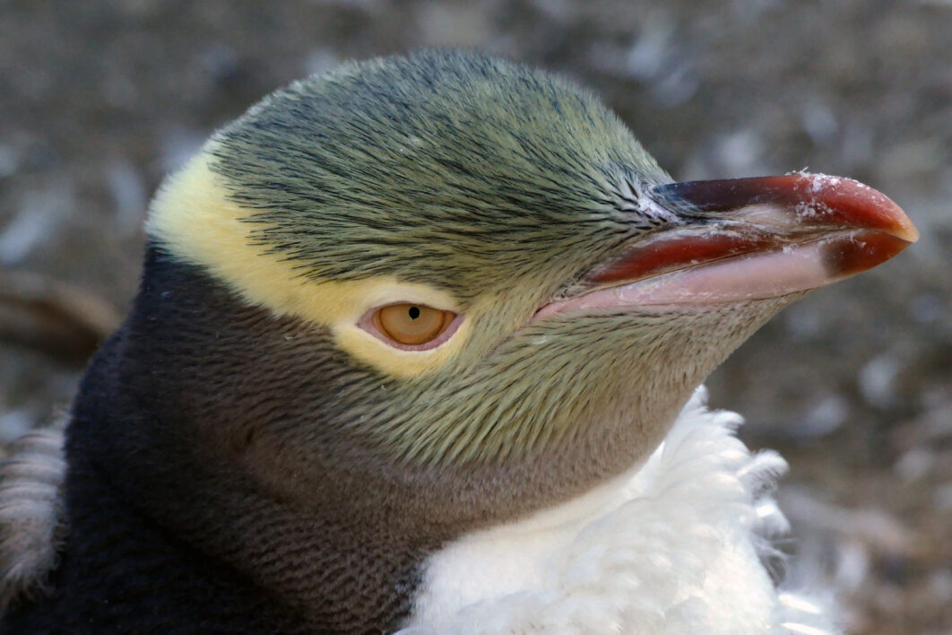 Penguin Wildlife Bird
