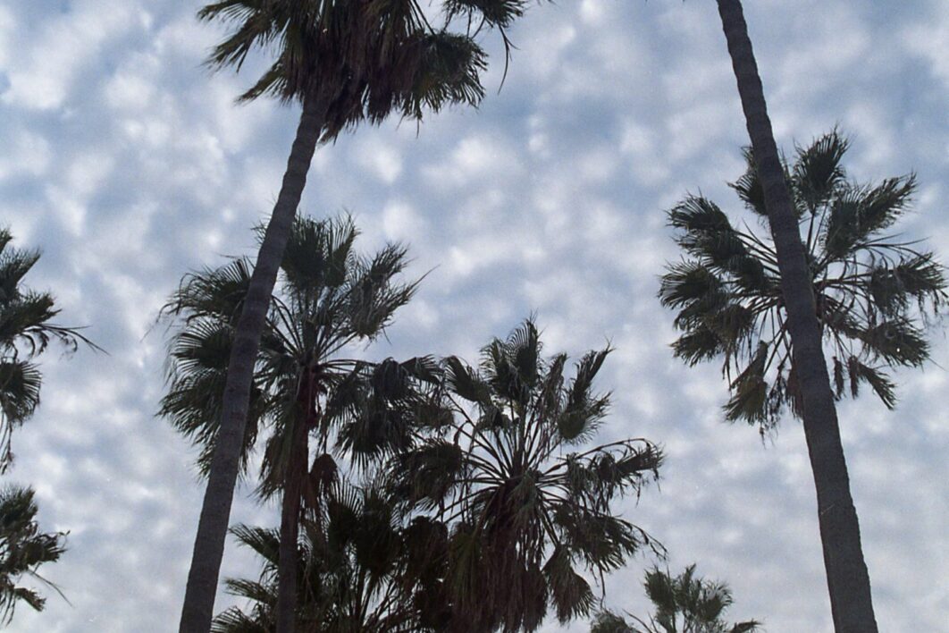 Palm Trees Sky