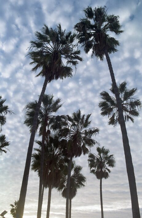 Palm Trees Sky