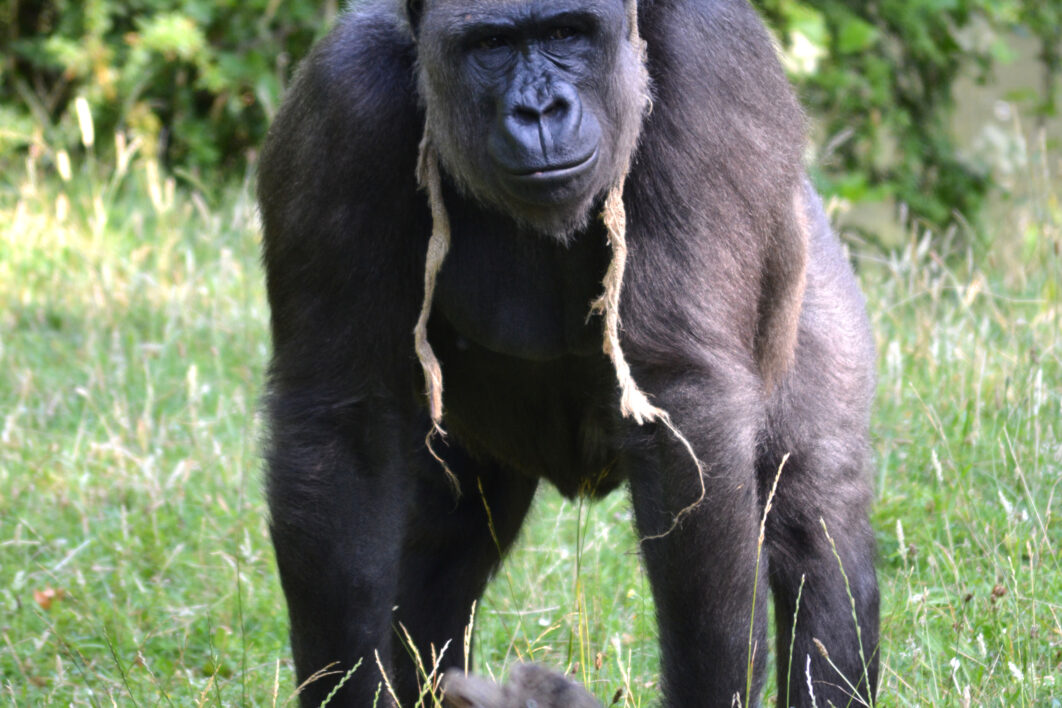 Gorilla Animal Nature