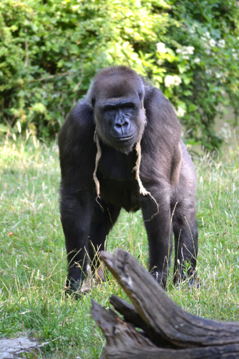 Gorilla Animal Nature