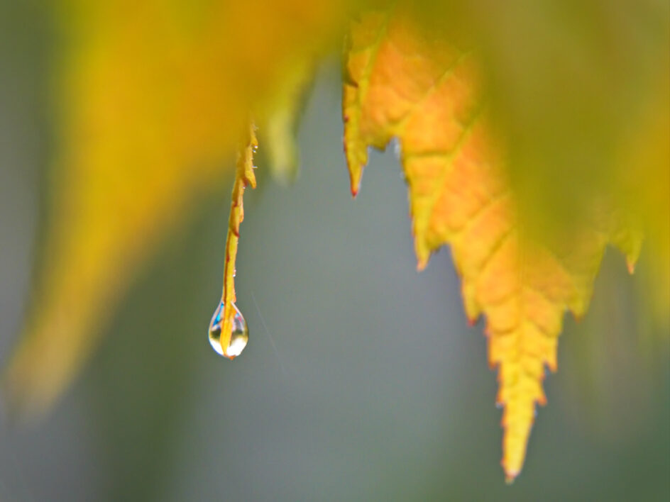 Water Drop Leaf