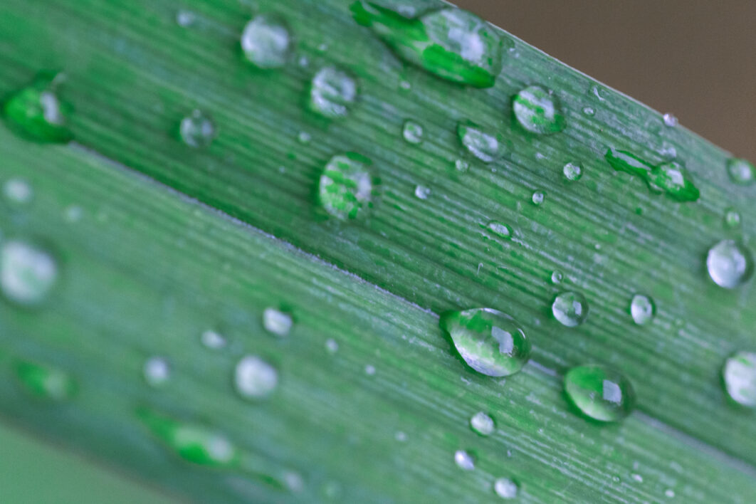 Leaf Dew Rain