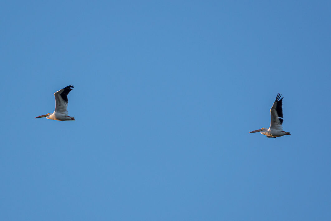 Birds Flying Wings