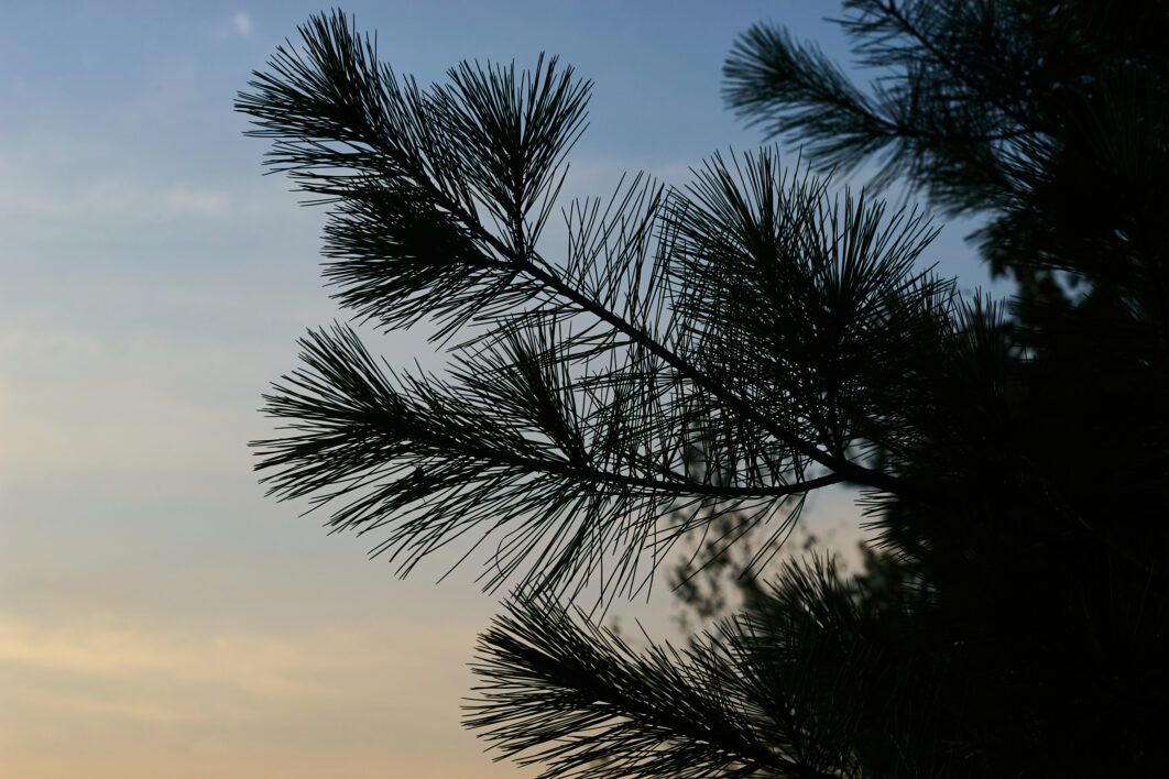 Tree Silhouette Nature