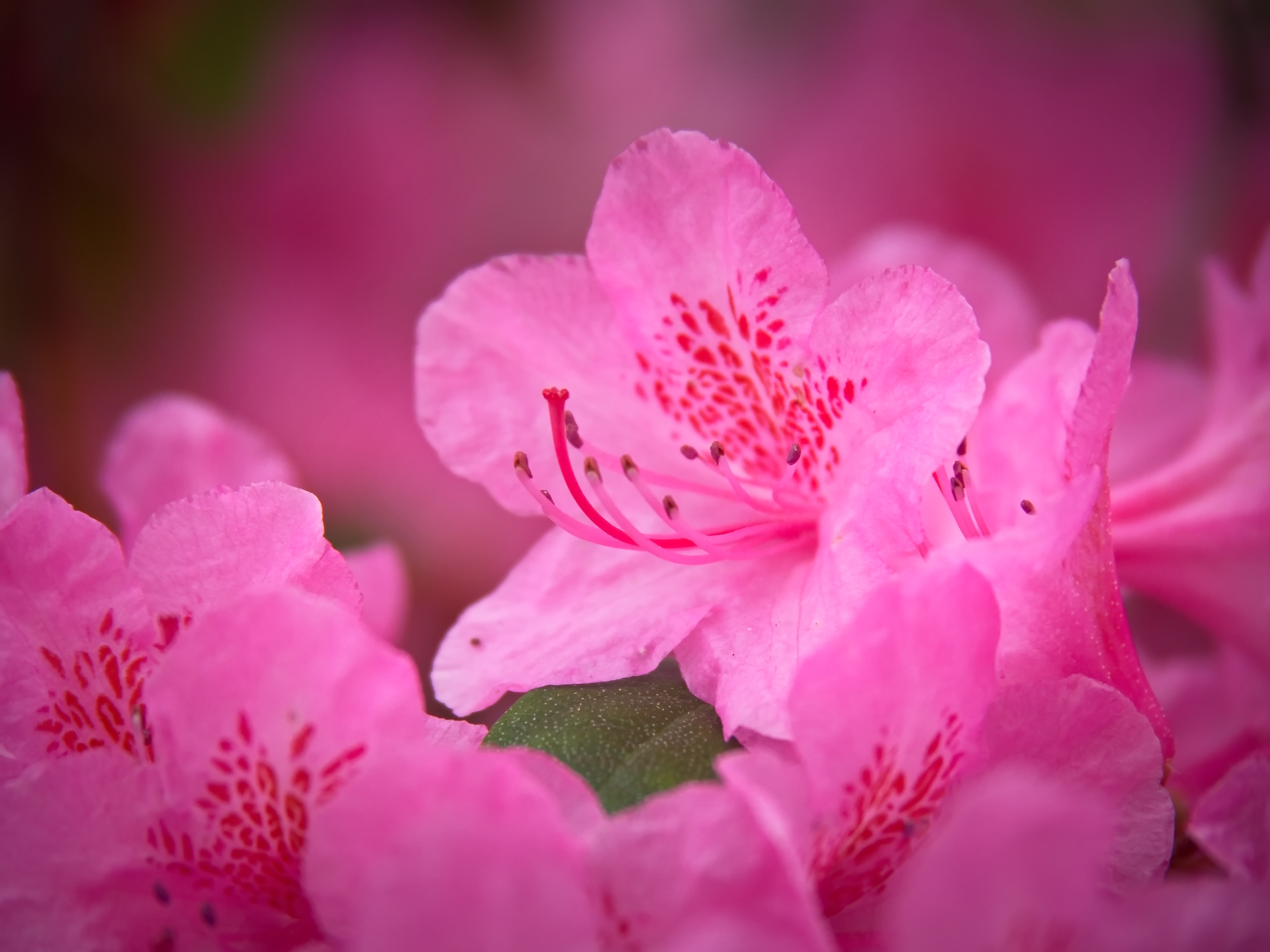 real pink flower backgrounds