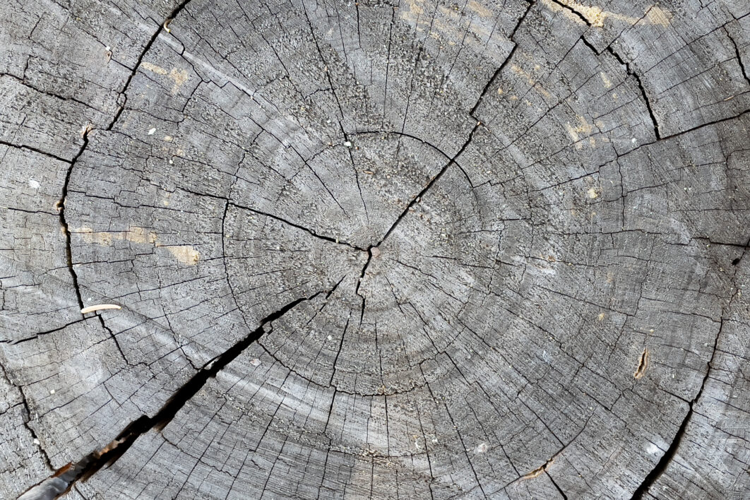 Tree Stump Background
