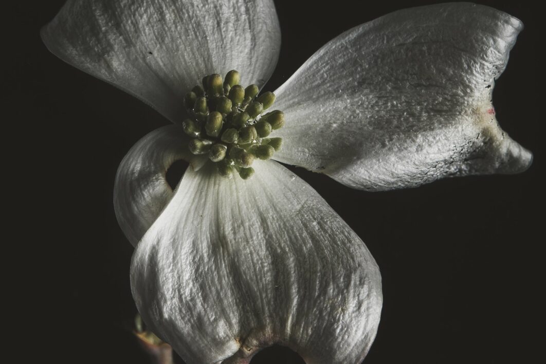 Flower Black Background