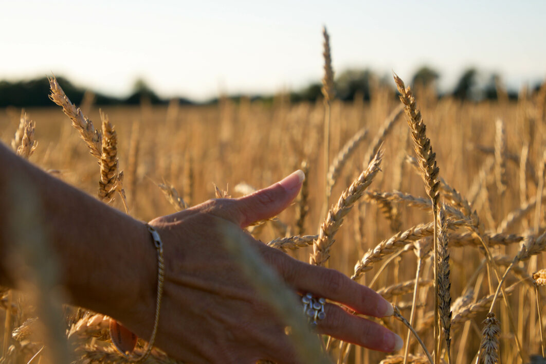 Wheat Background Autumn