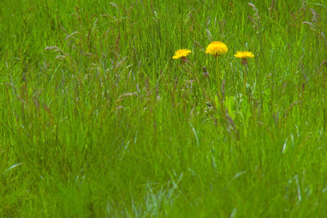 Flower Dandelion Nature