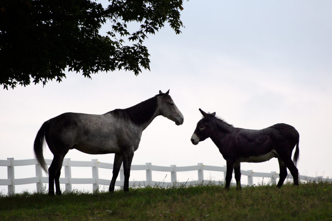 Horse Pasture Fence